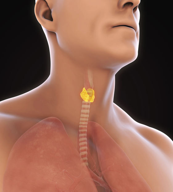 La sorveglianza attiva nel carcinoma tiroideo papillare è un’opzione sicura